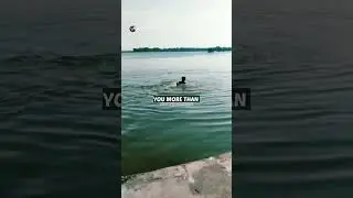 Dog help Owner😊 |honest || motivation || #happiness #motivation #emotional #dog #help #shorts #short