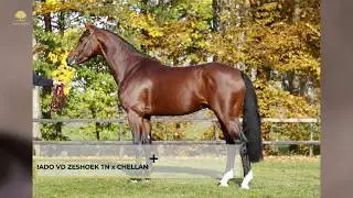 Paardenkrant-Horses.nl - Videotheek