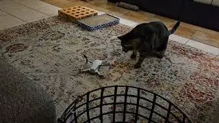 Drone Attack Part 2