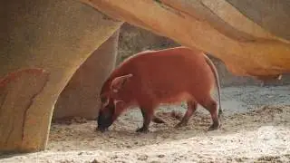Red River Hogs