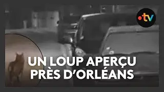 Un loup aperçu près d’Orléans : une présence confirmée