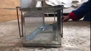 Trapro Humane Rat Trap Dual Doors Mouse Trap High Sensitivity Rat Cage Capture in Live Dimensions 41