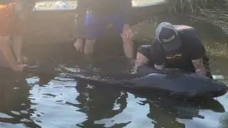 Big Sturg Action #fishing #sturgeon #catfish #idaho #snakeriver
