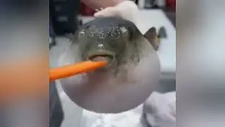 THE MOST DANGEROUS ANIMAL ON EARTH!