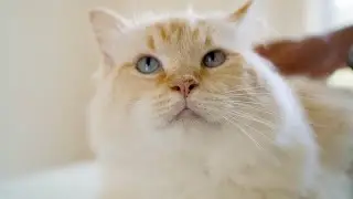Cat Hotel Stoney Creek - Auckland | Company Film