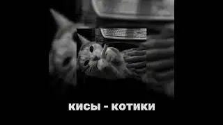 кисы - котики 1h song by Measora