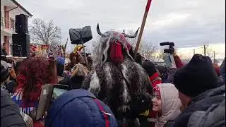Cerbul de la Popricani 2025-2026