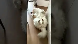 dog funny sleeping position😆#fluffydogs #samoyed #dogsleep #dogsleeping