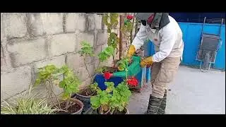 BIRAJ KC #AGRICULTURE WORKER #EUROPE