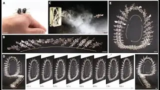 Aerobatic maneuvers in insect-scale robots via deep-learned robust tube MPC (Science Advances 2025)