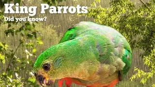 Expert Shares Heartwarming Moment of King Parrot's Rainy Reunion