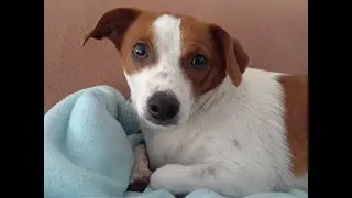 Jack Russel Terrier LOGAN watches TV #jackrussellterrier