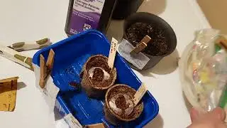 Amazon Bonsai Seed Box Results & Seed Sprouting Tips