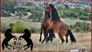 Poznate Borilačke Vještine Divljih Konja | Popular Martial Arts of Wild Horses