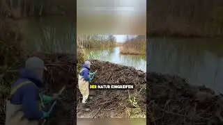 Die D&auml;mme von Biber m&uuml;ssen zerst&ouml;rt werden 🫘🥜