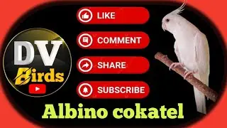 #cokatel Birds #Live #DVbirds