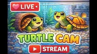Relaxing Turtles Swimming Live