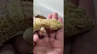 3 способа забрать вашего леопардового геккона 🤏