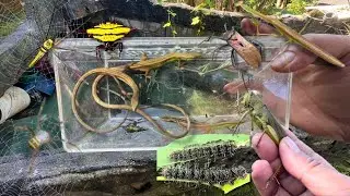 Hidden insect catching- Spider, Takydromus Formosanus, Catepillar, Bug, Praying Mantis, Grasshopper