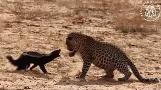 Honey Badger vs. Leopard: Epic Showdown Despite Leg Injury!