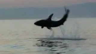Great White Shark Cage Diving - Breaching Great White Shark, Simonstown Cape Town