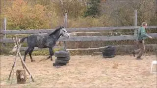 Olda Novák - Výcvik mladého koně, hrajeme si na jízdárně 2