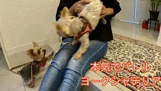 〔バトル〕散歩終わりの本気のバトル“取っ組み合い” 温厚な3歳ミントが強すぎた😅
