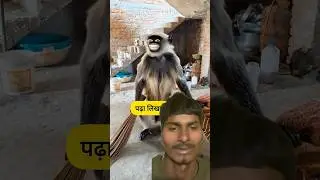 पढ़ा लिखा बंदर #comedy #funny #thetharpuns #shilpisaroja