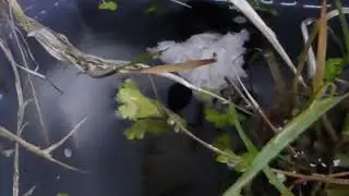Tadpoles - Rana temporaria - Halak&ouml;rtur - Vatnal&iacute;f - Erkifroskar