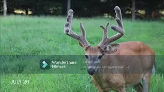Life Cycle of a Deer