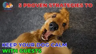 Mastering Manners: 5 Proven Strategies to Keep Your Dog Calm with Guests - Ani Training