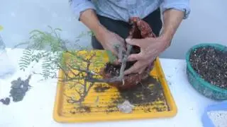 Trasplante kurama Acacia   Ciprés