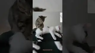 These CATS are too FUNNY!😻 New Cat Videos 2026😂