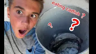 Catfish cash and cook #fish #eat #catfish 