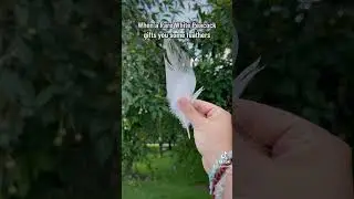 When a Rare White Peacock Gifts you a Feather 🪶✨ #birds #bird #nativeamerican #native #indigenous