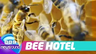 How to Help Bees at Home 🐝 | Make Your Own Bee Habitat! | Newsround