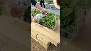 Excellent Strawberry Seedling Packaging Technique #farmingtech