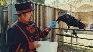 The Raven Master of the Tower of London