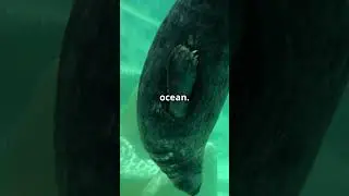 Seal Secrets: Unveiling the Ocean's Playful Pals! #Seals #MarineLife #Wildlife #Ocean #SealSecrets