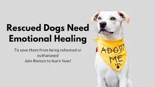 Rescued Dogs Need Emotional Healing