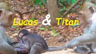 Pity Lucas Very Hurt Baby Cry Loudly | Why Titan Drag Baby Monkey Lucas | Baby Monkey Videos