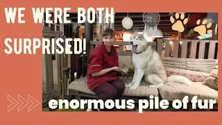 You Won&rsquo;t Believe the Fur Pile from Brushing My Husky!