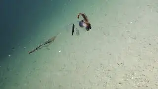 Translucent Cockatoo Squid Flutters By | Nautilus Live