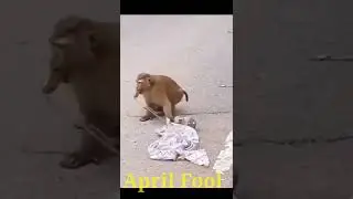 April Fool Status || अप्रैल फूल 2022 || Abhimanyu Vlogs