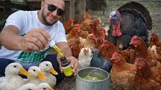 Comimos frutas y le aplicamos  vitamina , e higienizamos el rancho 🐓 #gallina #pato 🦆 