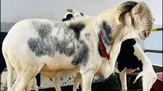 Panel de la JET &eacute;dition 2025: Alimentation du mouton de la naissance &agrave; la reproduction partie 02