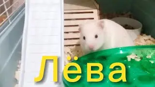 Лёвушка. #хомяки #сирийскиехомяки 