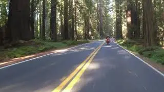 2022 Trip - Avenue of the Giants