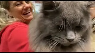 Mostra felina Genova 2024