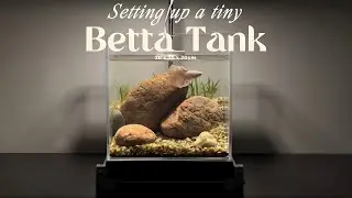 Setting Up a No-Filter Betta Nano Aquascape